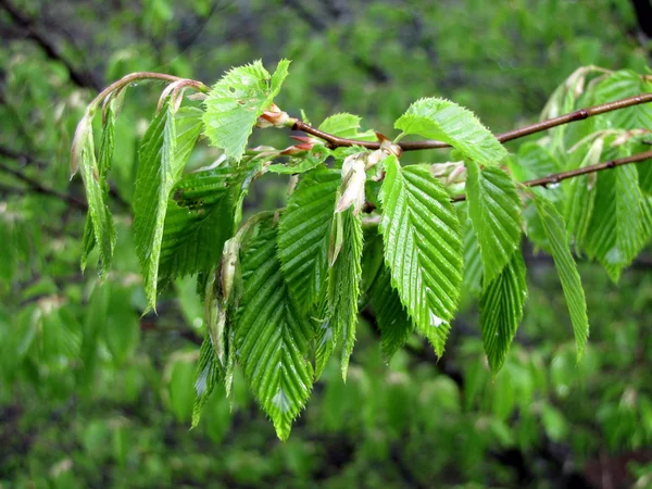 Jonge, groene, voorjaar bladeren van beukenhout boom — Stockfoto