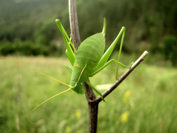 绿色蚱蜢站在枯枝上的微距照片 — 图库照片