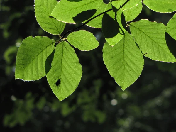 Back lit beech (Fagus) leaves on dark background and a silhouette of sunbathing fly — Stock Photo, Image