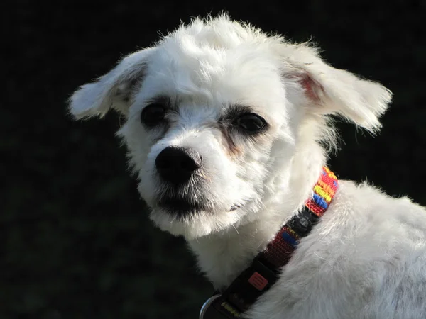 Perro maltés blanco con collar rojo sobre fondo negro — Foto de Stock