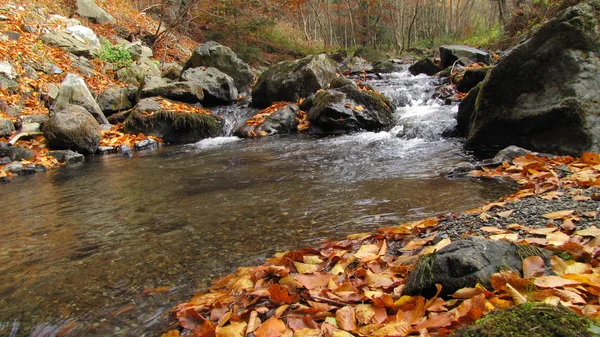 Duidelijk berg creek en geel en oranje bladeren — Stockfoto
