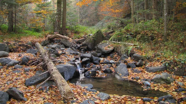 Omgevallen vuren boom naast herfst stream in het najaar van — Stockfoto