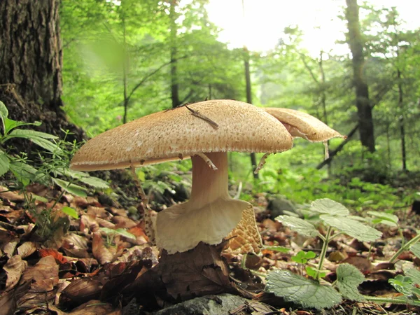 Prens, agaricus augustus yağmur sonra doğal yaşam alanı — Stok fotoğraf