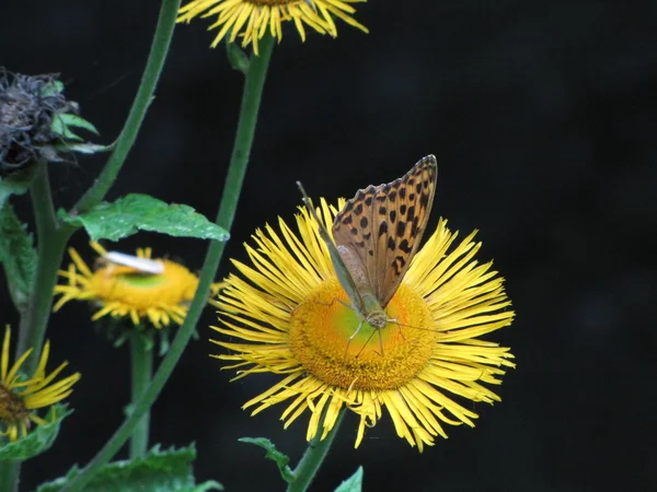 Schmetterling auf einer gelben Blume mit dunklem Hintergrund — Stockfoto