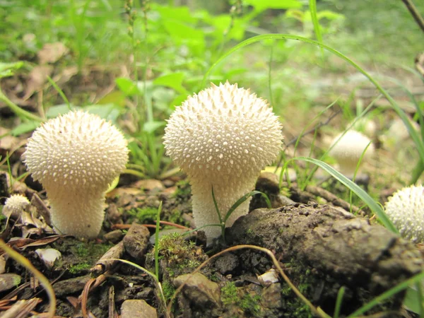 Sabroso tocones hinchados o lycoperdon perlatum en hábitat natural — Foto de Stock