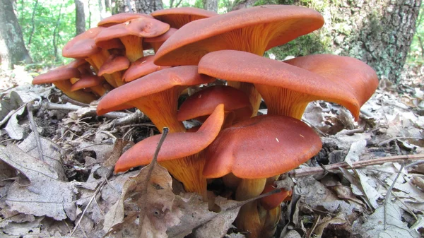 Omhalotubus olearius tóxico en hábitat natural — Foto de Stock