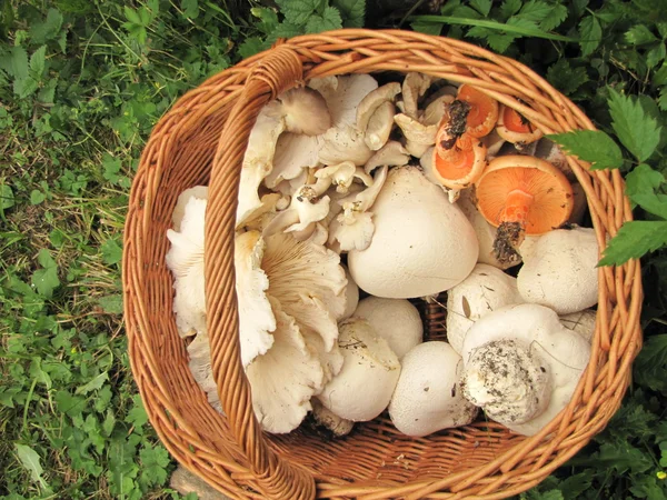 Korb auf einem Gras, voll mit verschiedenen essbaren Pilzen — Stockfoto