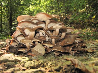 lezzetli ve bol lyophyllum loricatum üzerinde orman yolu