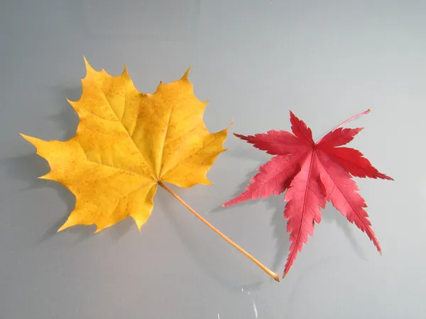 Folha de planetree amarelo e folha de árvore de bordo vermelho na mesa de vidro no outono — Fotografia de Stock