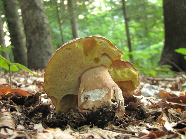 Boletus edulis, whep или penny bun boletus в естественной среде обитания — стоковое фото