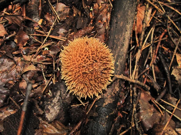 Eetbare, maar ongebruikelijke lycoperdon echinatum in natuurlijke habitats — Stockfoto