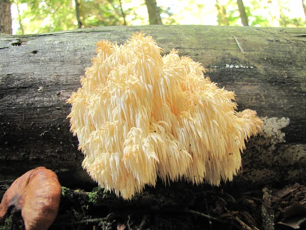 Hericium erinaceum comestible, pero inusual en un haya — Foto de Stock