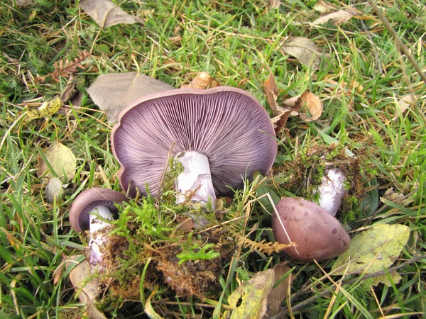 Leckere violette Ritterling lepista nuda in natürlichem Lebensraum — Stockfoto
