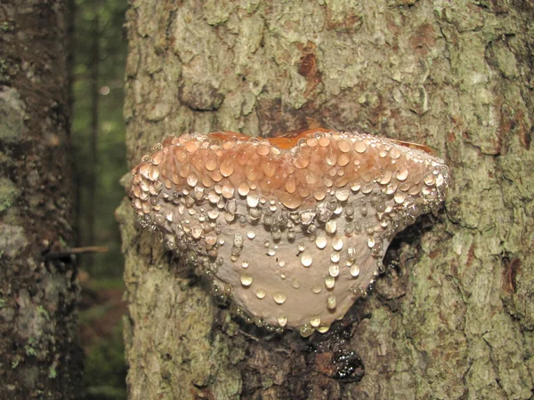 Fomes fomentarius eller fäste svampar på ett träd, med regndroppar — Stockfoto