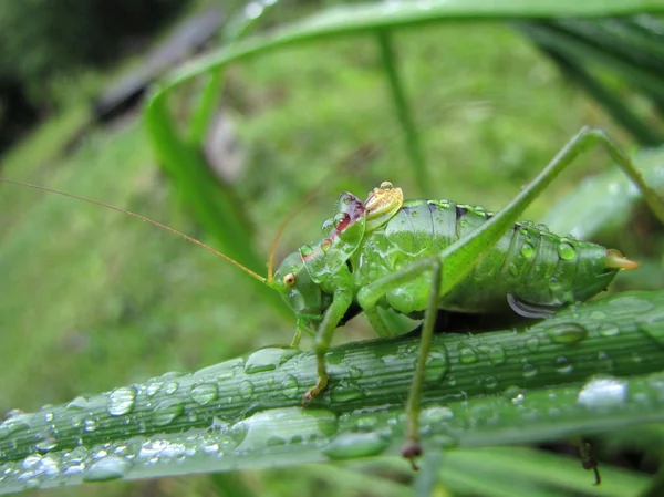 Close up shot of green grasshopper standing on wet, long leaf after rain — Stock Photo, Image