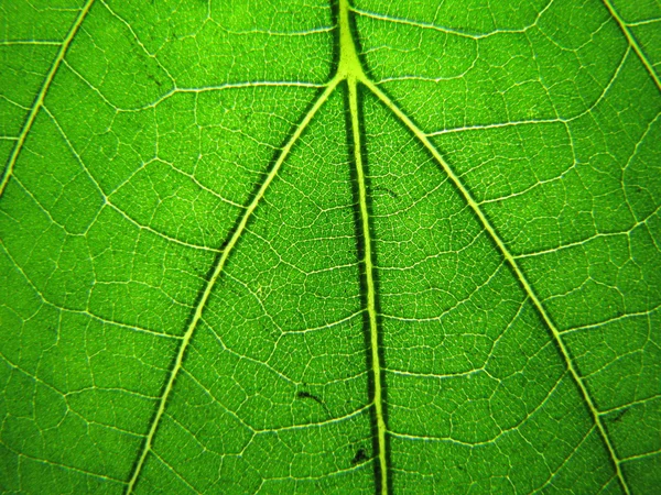 緑の葉のテクスチャのマクロ撮影 — ストック写真