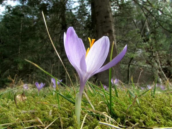 Wild saffraan of crocus, erg duur spice, in een MOS — Stockfoto