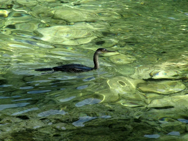 Zee vogel zwemt en jaagt kleine vissen in smaragd groen water van vahti beach, thassos, Griekenland — Stockfoto