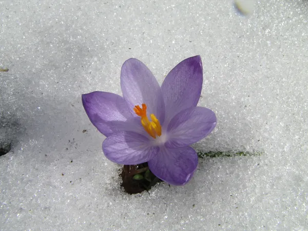 Wilder Safran oder Krokus, sehr teures Gewürz, auf Schnee im zeitigen Frühling — Stockfoto