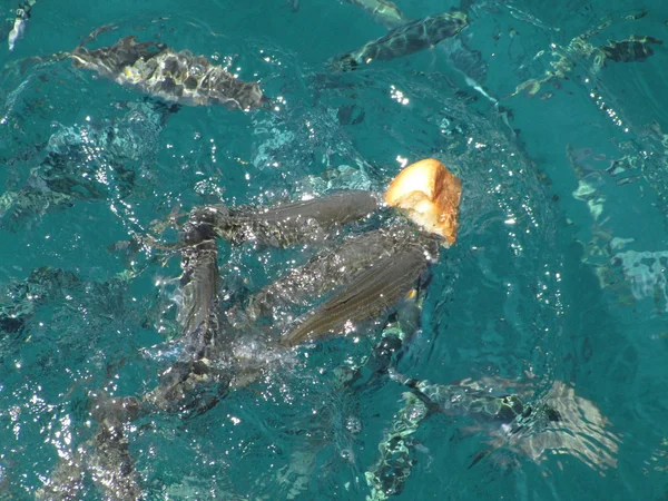 Peixes marinhos selvagens salpicam na luta por uma paz de pão na superfície da água — Fotografia de Stock