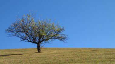 genç, yalnız elma ağacı Güz mavi gökyüzü, yatay yönlendirme