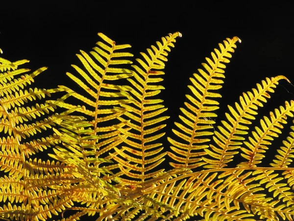 Golden fall fern in sunlight against black background — Stock Photo, Image