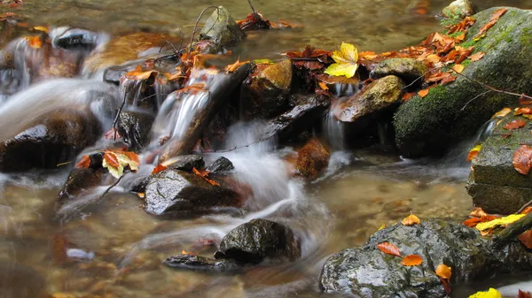 Herfstbladeren op een stenen in bergbeek — Stockfoto
