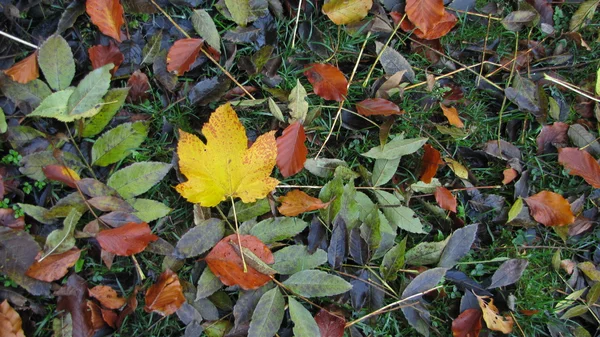 Hintergrund der Europäischen Esche, Buche und Ahorn Blätter auf grünem Gras — Stockfoto