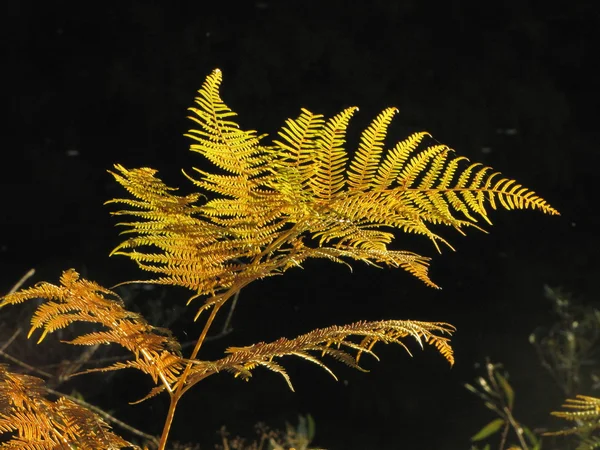 Gyllene ormbunke i höst solljus mot svart bakgrund — Stockfoto