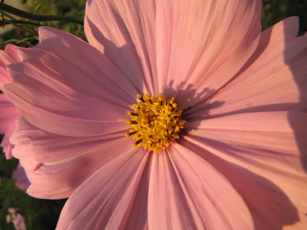 Primo piano di fiore rosa in un giardino in luce del sole del mattino — Foto Stock