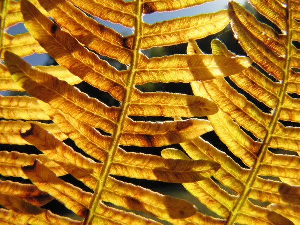 Golden fern pattern in backlight — Φωτογραφία Αρχείου