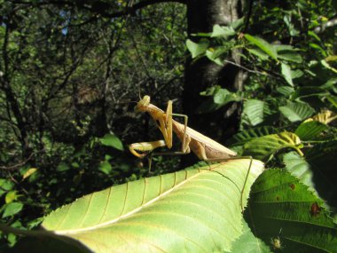 güneşli bir günde bacaklarını kayın ağacı yaprağı olarak Temizleme devesi