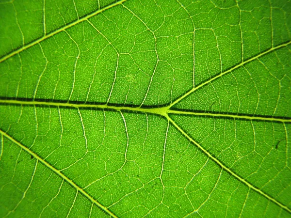 Macro shot de folha fresca, verde — Fotografia de Stock