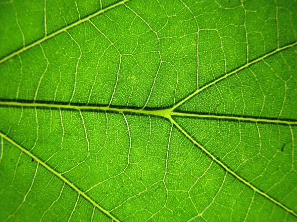 Macro-opname van vers, groen blad — Stockfoto