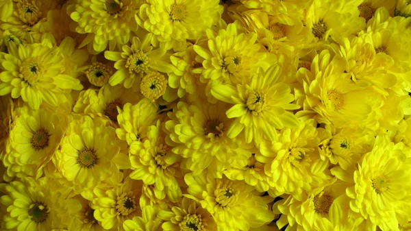 Pozadí žluté sedmikrásky květin — Stock fotografie