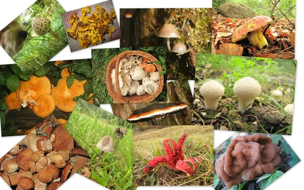 Funghi di collage - ombrellone, palla e altri funghi commestibili o stravaganti — Foto Stock