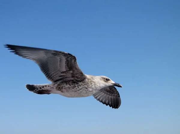 Gaviota en vuelo aislada en el cielo azul — Foto de Stock