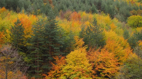 Abeto de outono e floresta de faia — Fotografia de Stock