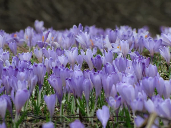 Crocus spring flowers in a field over black — Stock Photo, Image