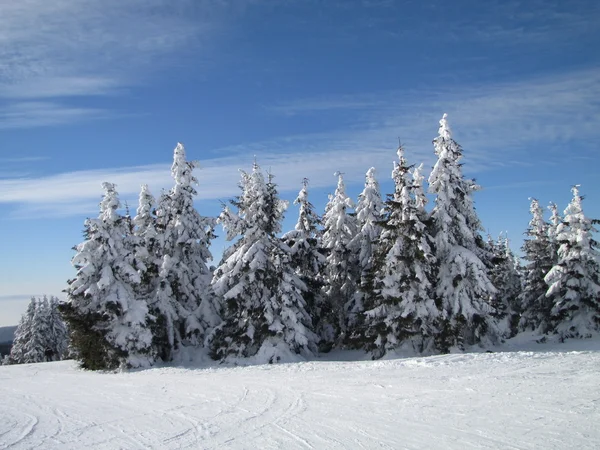 Forêt enneigée de sapins de montagne — Photo