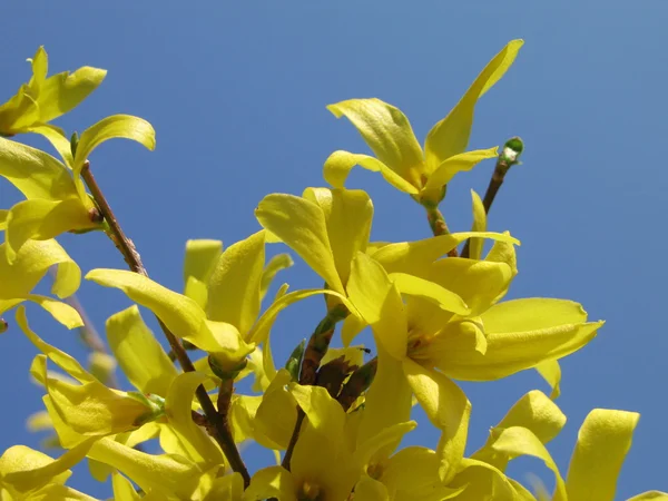 Forsythia of gouden bellen en blauwe hemel — Stockfoto