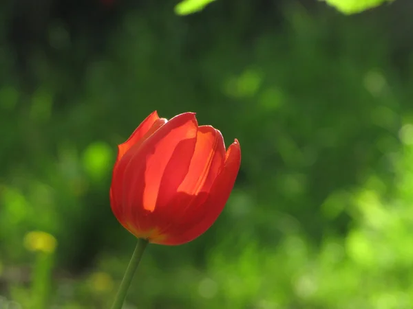 Rode tulip in rug-licht tegen groen, onscherpe achtergrond — Stockfoto