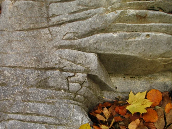 テキスト用のスペースと大きな岩のふもとにカエデの葉と他の秋の葉します。 — ストック写真