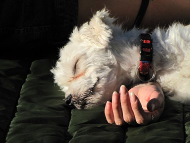 Dostluk ve güven - Malta köpeği kırmızı kolye ile kızın elini üzerinde uyuyor