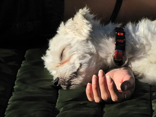 Dostluk ve güven - Malta köpeği kırmızı kolye ile kızın elini üzerinde uyuyor — Stok fotoğraf