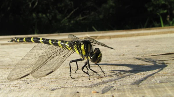 Orthetrum cancellatum 或黑尾点水蜻蜓蜻蜓在木板上晒日光浴 — 图库照片