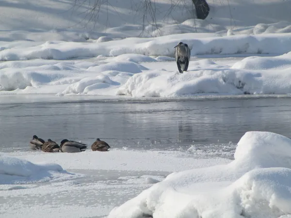 Great Blue Heron and four ducks on frozen, snowy river — Stock Photo, Image