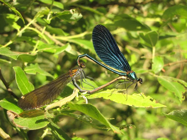 Mating ritual of a pair of dragonflies — Stock Photo, Image