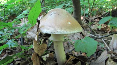 Amanita phalloides- veya ölüm kap, doğal yaşam alanı içinde ölümcül zehirli mantar
