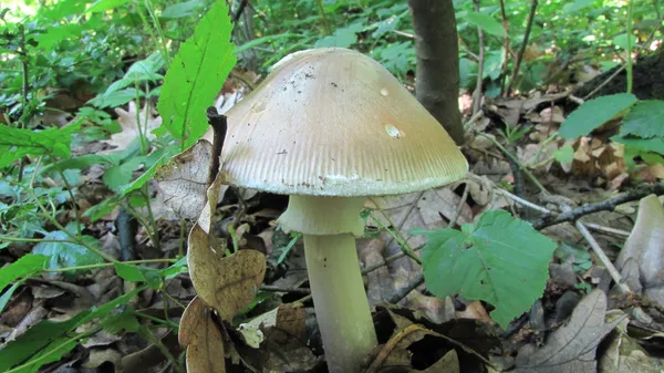 Amanita phalloides o gorra de la muerte, hongo venenoso mortal en hábitat natural — Foto de Stock